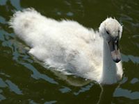 Cygne tuberculé. Jeune a Bagatelle. Cliquer pour agrandir l'image.