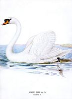 Cygne tuberculé. Planche d'identification von Wright. Cliquer pour agrandir l'image.