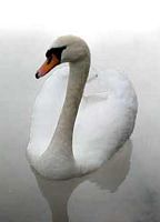 Cygne tuberculé. Cliquer pour agrandir l'image.
