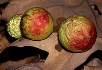 Cynips de la feuille de chêne. Cliquer pour agrandir l'image.
