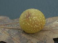 Cynips de la feuille de chêne. Cliquer pour agrandir l'image.