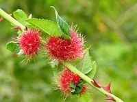 Cynips de l'églantier. Bédégar ou galle du cynips de l'églantier. Cliquer pour agrandir l'image.