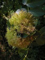 Cynips de l'églantier. Bédégar. Cliquer pour agrandir l'image.
