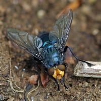 Cynomya mortuorum. Vichatel. Cliquer pour agrandir l'image.