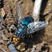 Cynomya mortuorum. Vichatel. Cliquer pour agrandir l'image.
