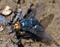 Cynomya mortuorum. Vichatel. Cliquer pour agrandir l'image.