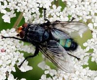 Cynomya mortuorum. Cliquer pour agrandir l'image.