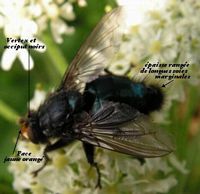 Cynomya mortuorum. Cliquer pour agrandir l'image.