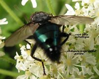 Cynomya mortuorum. Cliquer pour agrandir l'image.