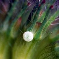Demi-argus. Oeuf. Cliquer pour agrandir l'image.