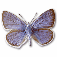 Demi-argus. Mâle. Cliquer pour agrandir l'image.