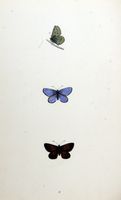 Demi-argus. Planche d'identification Morris. Cliquer pour agrandir l'image.