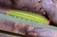 Demi-deuil. Chenille. Cliquer pour agrandir l'image.