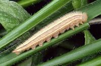 Demi-deuil. Chenille. Cliquer pour agrandir l'image.