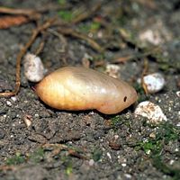 Demi-deuil. Chrysalide. Cliquer pour agrandir l'image.