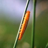 Demi-deuil. Chenille. Cliquer pour agrandir l'image.