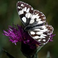 Demi-deuil. À la Roche-Sauterre. Cliquer pour agrandir l'image.