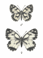 Demi-deuil. Dessin. Cliquer pour agrandir l'image.