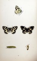 Demi-deuil. Planche d'identification Morris. Cliquer pour agrandir l'image.