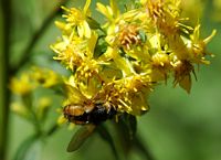 Dexia rustica. Montchier. Cliquer pour agrandir l'image.