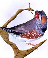 Diamant mandarin. Dessin. Cliquer pour agrandir l'image.