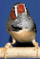 Diamant mandarin. Gynandromorphe. Cliquer pour agrandir l'image.