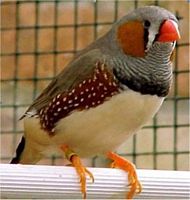Diamant mandarin. Gris. Cliquer pour agrandir l'image.