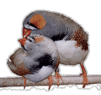 Diamant mandarin. Couple. Cliquer pour agrandir l'image.