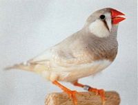 Diamant mandarin. Gris pastel. Cliquer pour agrandir l'image.