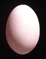 Diamant mandarin. Oeuf. Cliquer pour agrandir l'image.