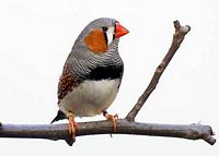 Diamant mandarin. Diamant mandarin mâle gris. Cliquer pour agrandir l'image.