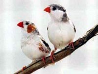 Diamant mandarin. Pingouin. Cliquer pour agrandir l'image.