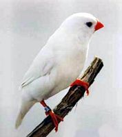 Diamant mandarin. Blanc. Cliquer pour agrandir l'image.