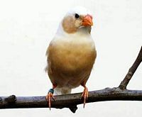 Diamant mandarin. Joue brune femelle. Cliquer pour agrandir l'image.