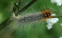 Écaille-martre. Chenille sur cerfeuil, narse d'Espinasse. Cliquer pour agrandir l'image.