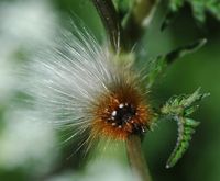 Écaille-martre. Chenille sur cerfeuil, narse d'Espinasse. Cliquer pour agrandir l'image.