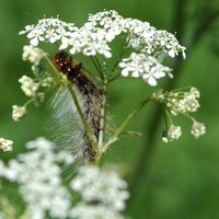 Écaille-martre. Chenille sur cerfeuil, narse d'Espinasse. Cliquer pour agrandir l'image.