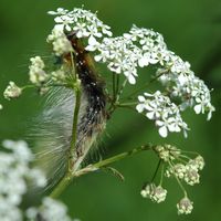 Écaille-martre. Chenille sur cerfeuil, narse d'Espinasse. Cliquer pour agrandir l'image.