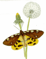 Écaille brune. Gouache. Cliquer pour agrandir l'image.