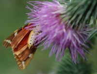 Écaille chinée. Abdomen, Villars. Cliquer pour agrandir l'image.