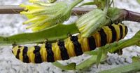 Écaille du séneçon. Chenille. Cliquer pour agrandir l'image.