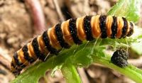 Écaille du séneçon. Chenille sur séneçon des champs. Cliquer pour agrandir l'image.
