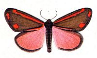 Écaille du séneçon. Planche Huebner. Cliquer pour agrandir l'image.