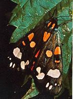 Écaille lustrée. Cliquer pour agrandir l'image.