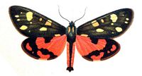 Écaille lustrée. Planche Huebner. Cliquer pour agrandir l'image.