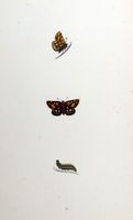 Échiquier. Planche d'identification Morris. Cliquer pour agrandir l'image.