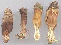Écureuil roux. Cones de pins rongés. Cliquer pour agrandir l'image.