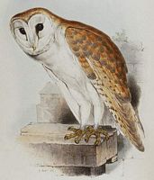 Effraie des clochers. Dessin. Cliquer pour agrandir l'image.