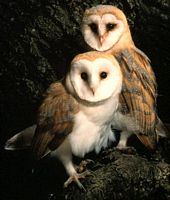 Effraie des clochers. Couple. Cliquer pour agrandir l'image.
