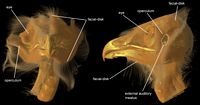 Effraie des clochers. Morphologie. Cliquer pour agrandir l'image.